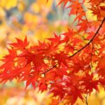 カメラを持って紅葉を撮りに出掛けよう！東京にもある！高尾山や御岳山…どこに行こうか。